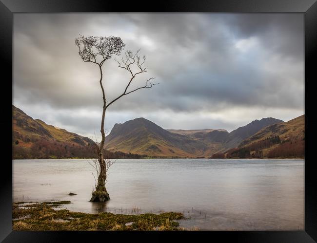 Lone Tree at Buttermere Framed Print by Tony Keogh