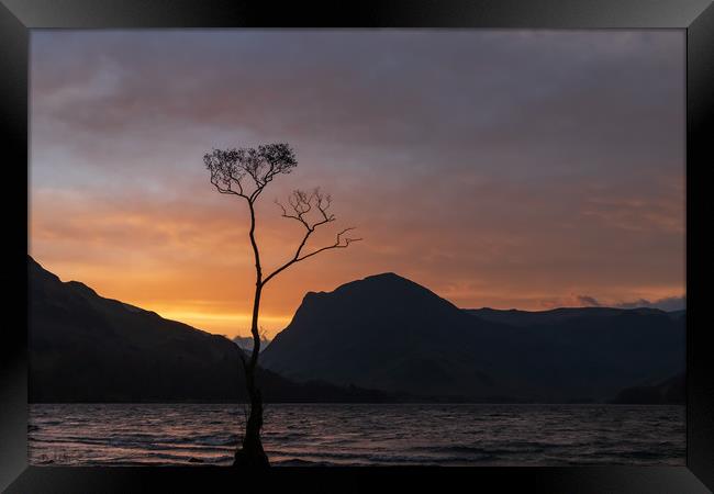 The Lone Tree at Buttermere Framed Print by Tony Keogh