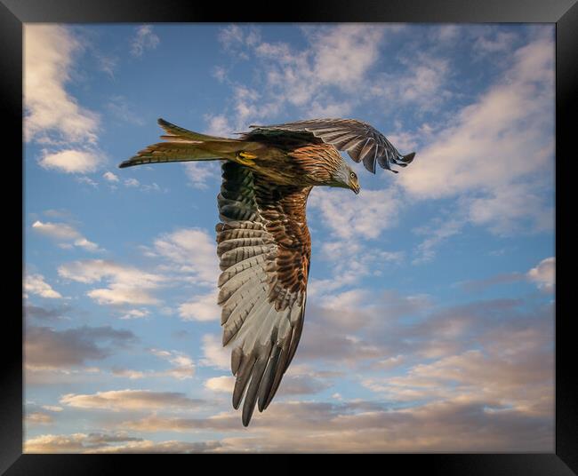 Red Kite in Flight  Framed Print by Tony Keogh