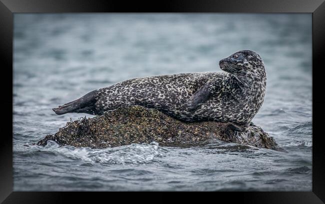 Seal on a Rock  Framed Print by Tony Keogh