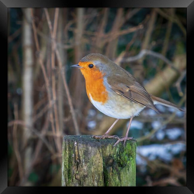 Robin in Winter  Framed Print by Tony Keogh