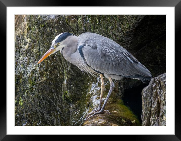 Heron Looking For Food  Framed Mounted Print by Tony Keogh