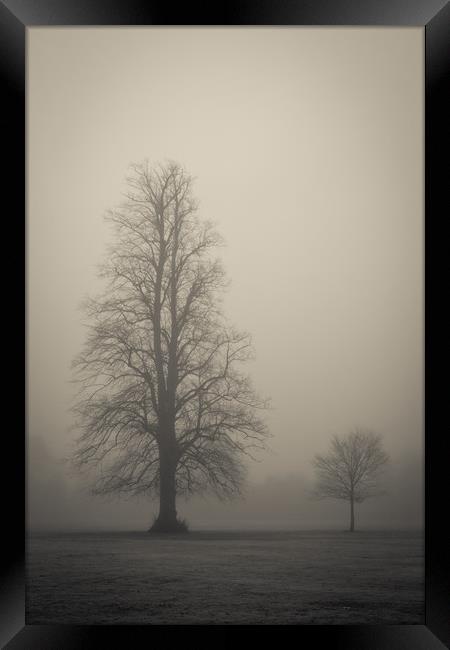 Trees in the fog Framed Print by Donnie Canning