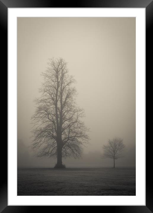Trees in the fog Framed Mounted Print by Donnie Canning