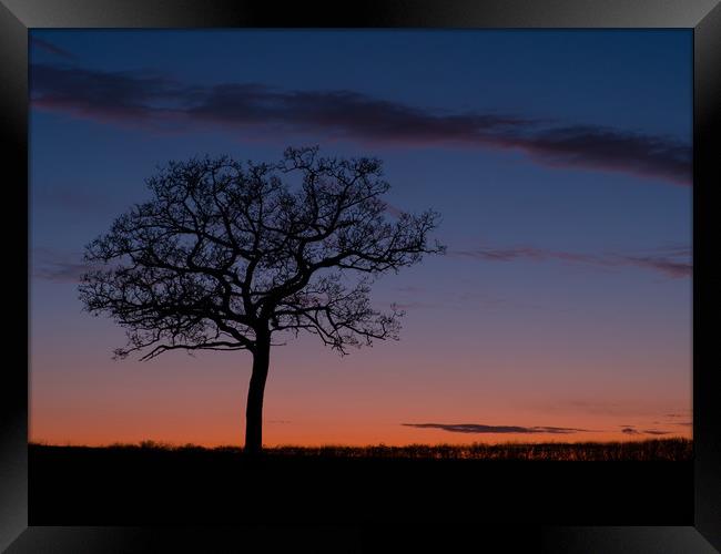 Stevington tree at sunset  Framed Print by Donnie Canning