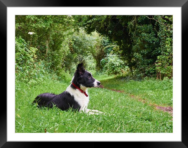 Alert Border Collie  Framed Mounted Print by Donnie Canning