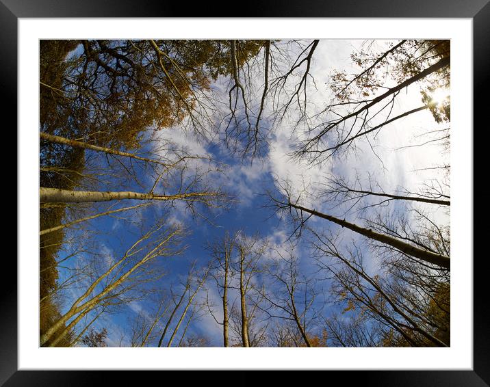 Converging Silver Birches Framed Mounted Print by Donnie Canning