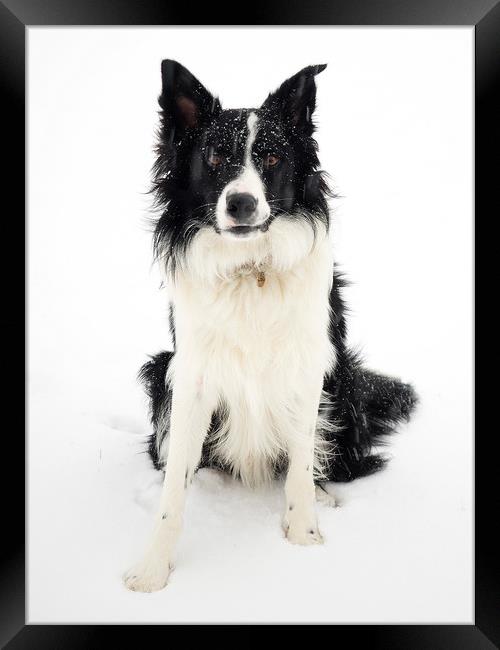 Border Collie in the snow Framed Print by Donnie Canning