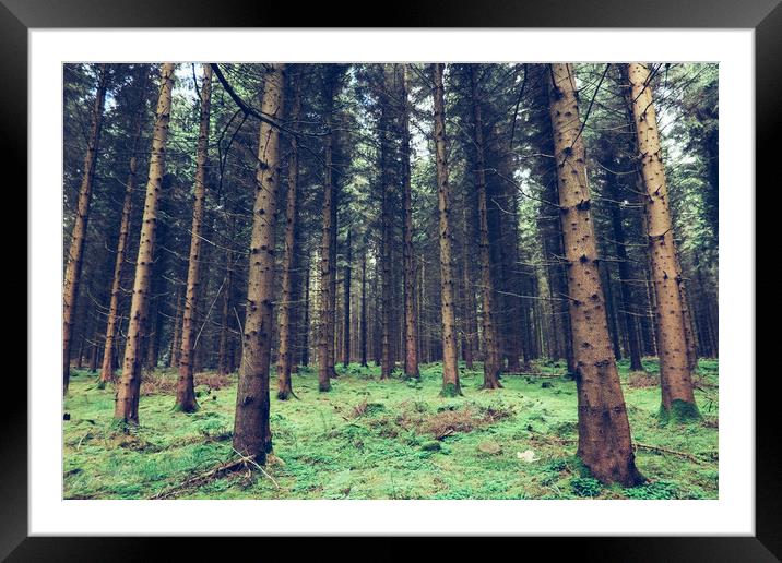 Fir trees in the Forest of Dean Framed Mounted Print by Tom Radford