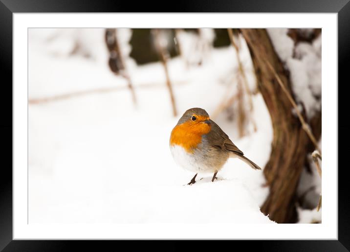 A robin sat in thick snow Framed Mounted Print by Tom Radford