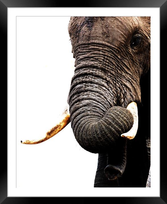 African Elephant, Botswana Framed Mounted Print by Graham Fielder