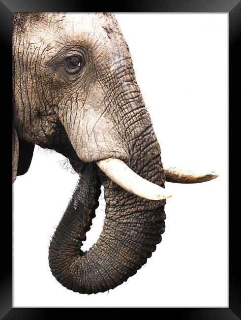 African Elephant, Botswana Framed Print by Graham Fielder