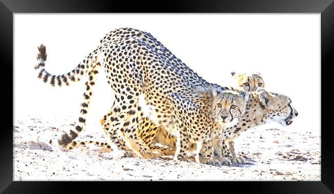 Cheetah Drinking Framed Print by Graham Fielder