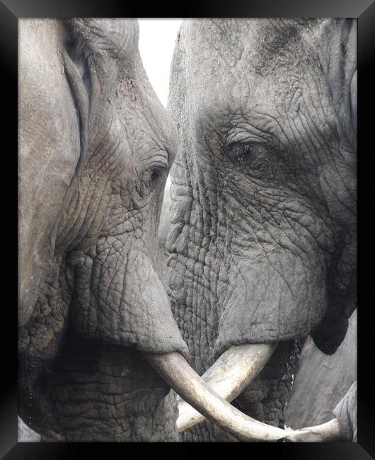 African Elephants Framed Print by Graham Fielder