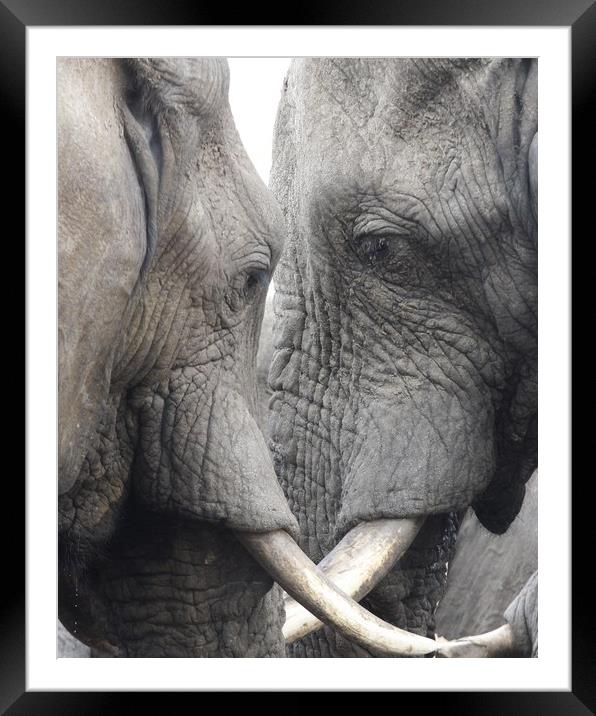 African Elephants Framed Mounted Print by Graham Fielder