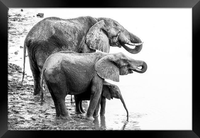 Elephant Family Drinking at Masuma Dam in Zimbabwe Framed Print by Graham Fielder