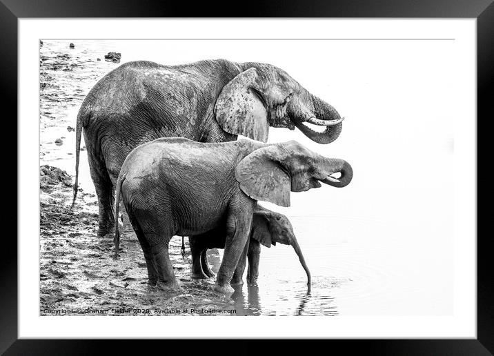 Elephant Family Drinking at Masuma Dam in Zimbabwe Framed Mounted Print by Graham Fielder