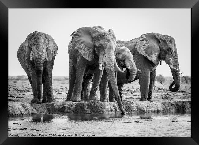 Elephants at Nxai Pan, Botswana Framed Print by Graham Fielder