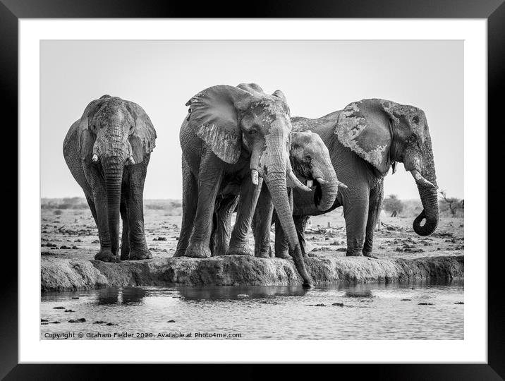 Elephants at Nxai Pan, Botswana Framed Mounted Print by Graham Fielder