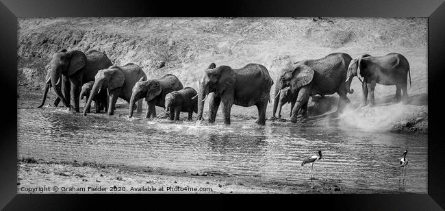 Elephant drinking in the Letaba River Framed Print by Graham Fielder