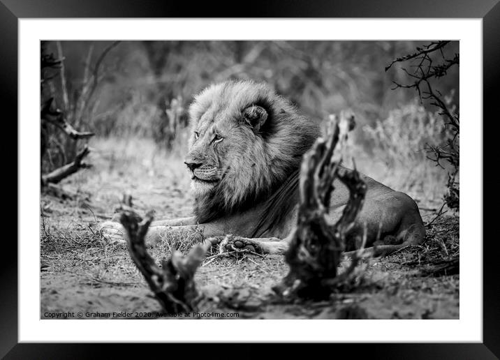 King of the beasts Framed Mounted Print by Graham Fielder