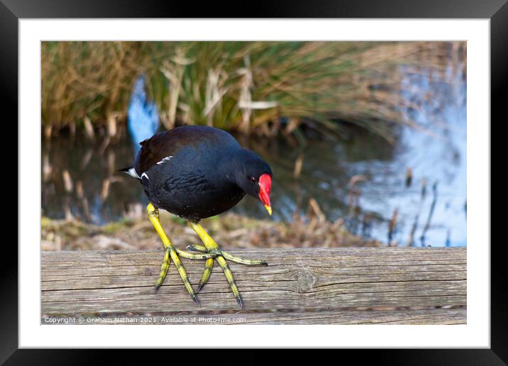 Serene Moorhen Gazing into Winter Canal Framed Mounted Print by Graham Nathan