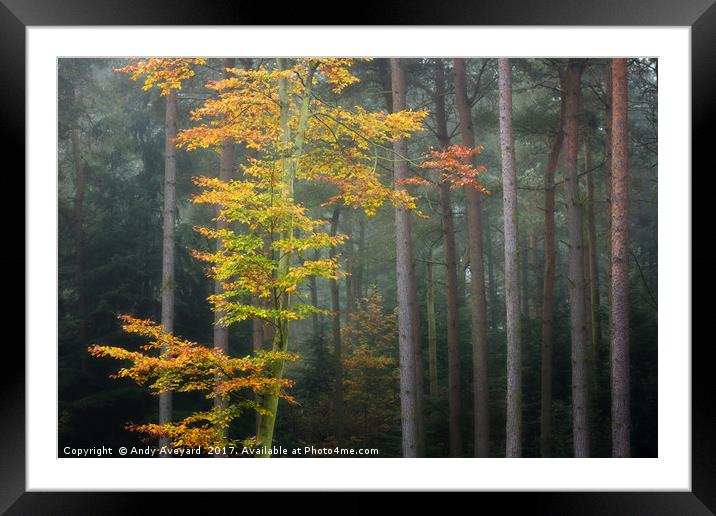 Beech Tree - Autumnal Woodland Framed Mounted Print by Andy Aveyard