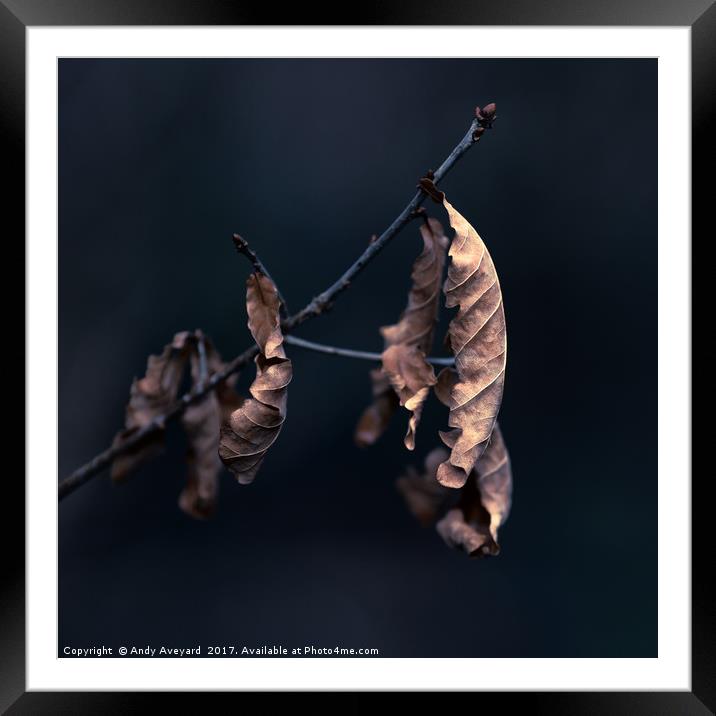 Oak Tree Leaves Framed Mounted Print by Andy Aveyard