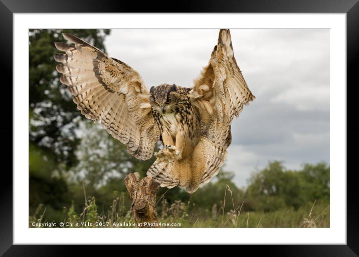 Eurasian Eagle Owl Framed Mounted Print by Chris Mills
