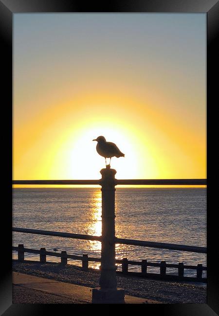 Seagull Sunrise Framed Print by Richard May