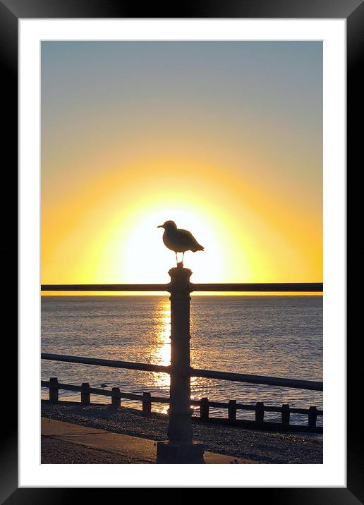 Seagull Sunrise Framed Mounted Print by Richard May