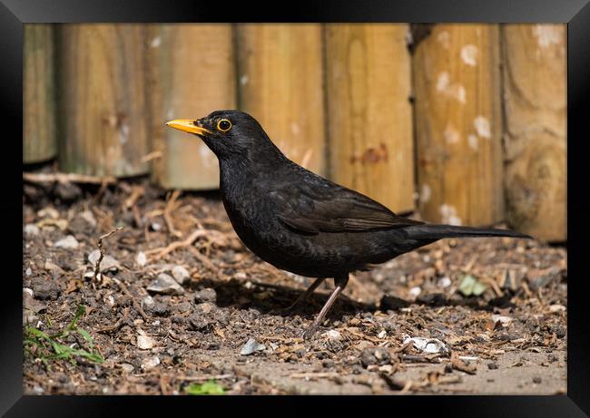 Blackbird Framed Print by Mike Rockey