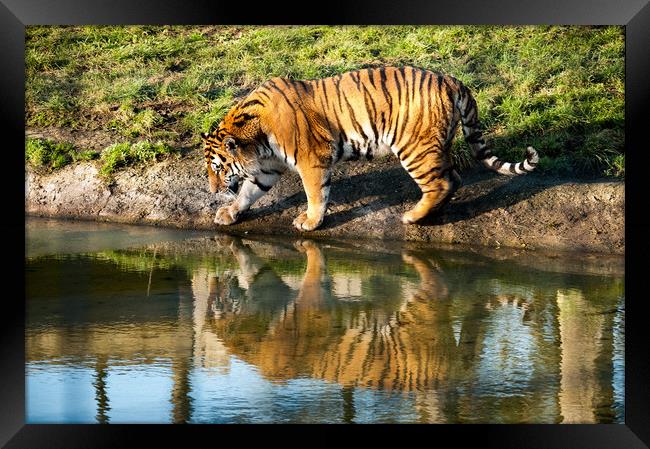Sumatran Tiger Framed Print by Mike Rockey