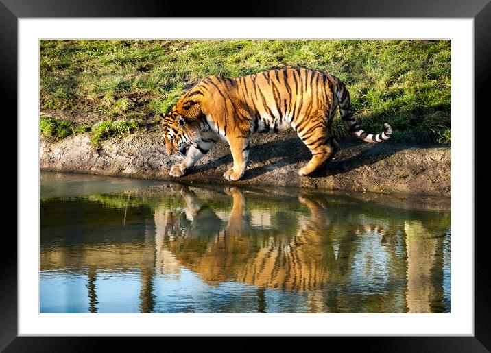 Sumatran Tiger Framed Mounted Print by Mike Rockey