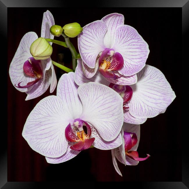 Orchids Framed Print by Mike Rockey
