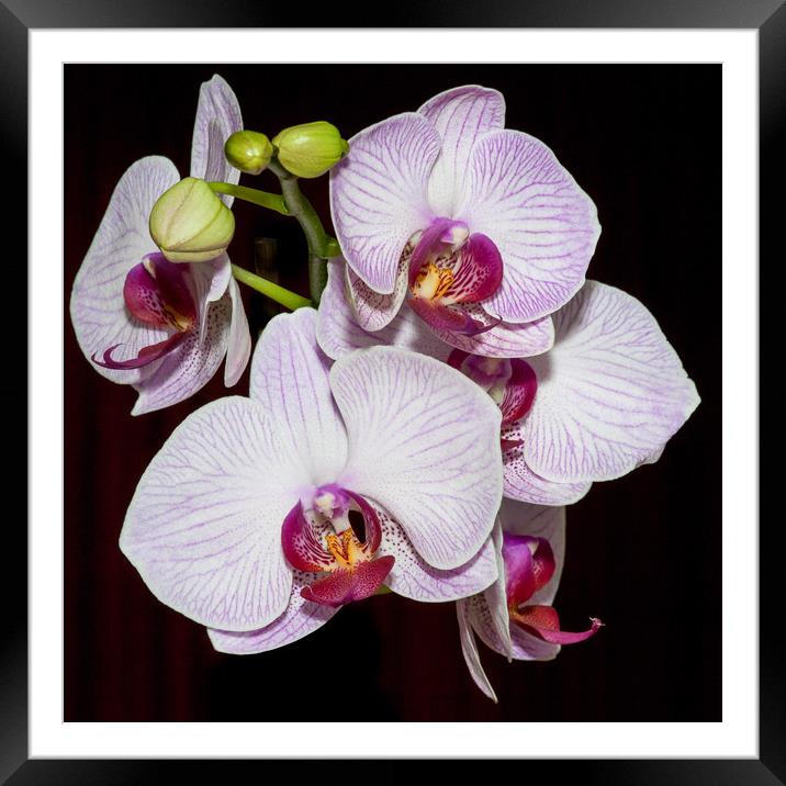 Orchids Framed Mounted Print by Mike Rockey