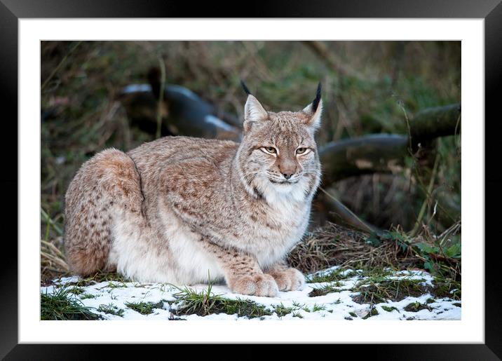 European Lynx Framed Mounted Print by Mike Rockey