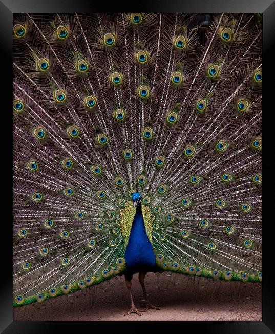 Peacock Framed Print by Mike Rockey