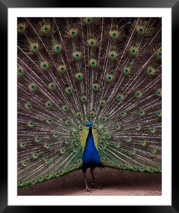 Peacock Framed Mounted Print by Mike Rockey