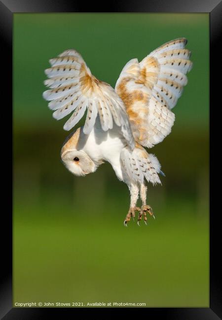 Barn Owl On The Hunt Framed Print by John Stoves