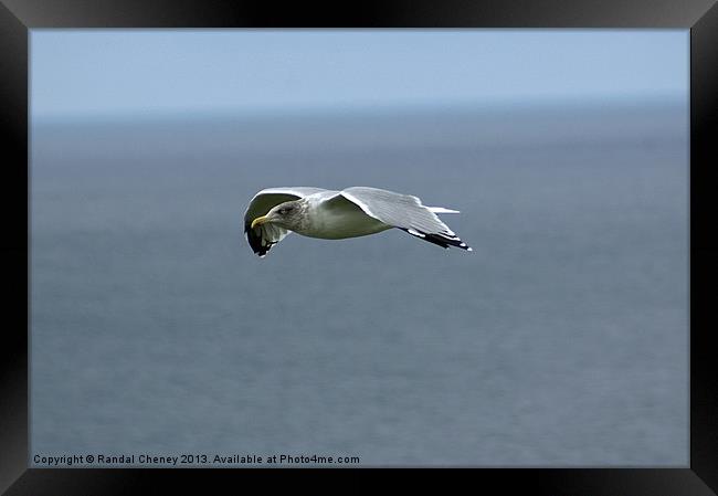 Seagull in flight Framed Print by Randal Cheney