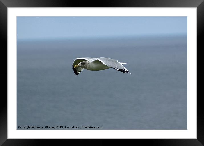 Seagull in flight Framed Mounted Print by Randal Cheney