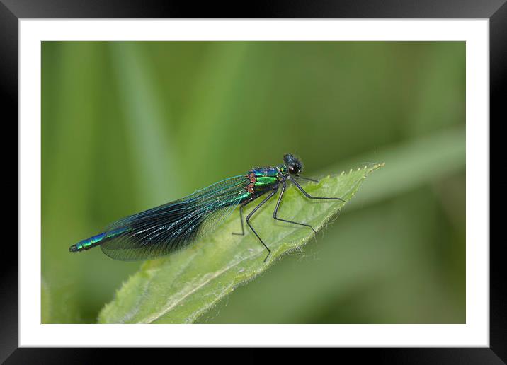 Banded Damoiselle Damselfly (Calopteryx Splenders) Framed Mounted Print by Randal Cheney