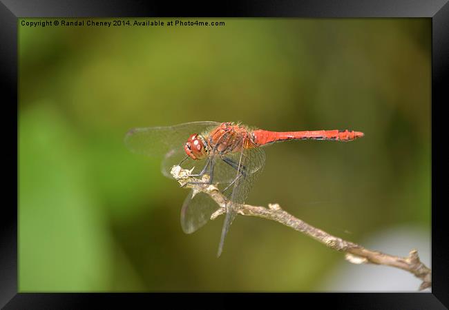 Ruddy Darter Dragonfly Framed Print by Randal Cheney