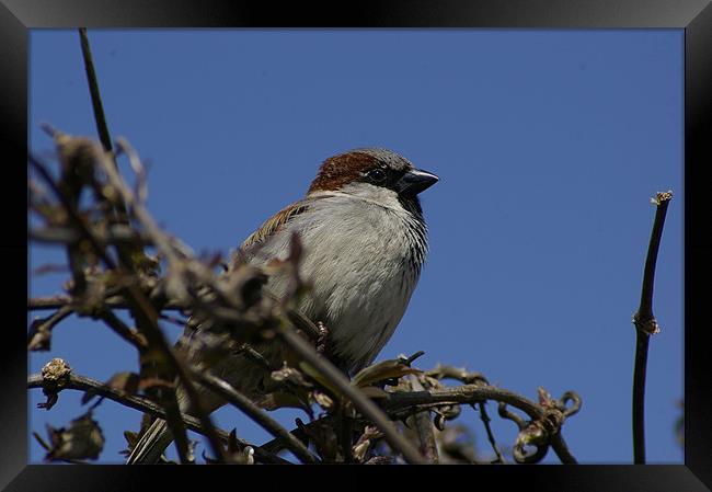 Hedge Sparrow Framed Print by Randal Cheney