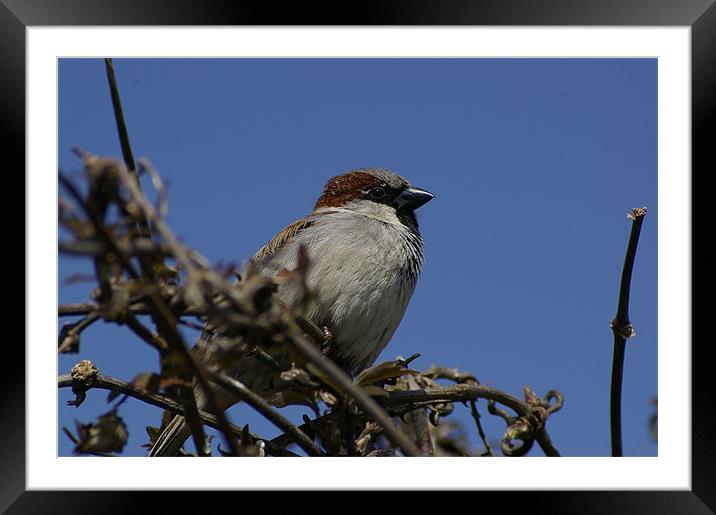 Hedge Sparrow Framed Mounted Print by Randal Cheney