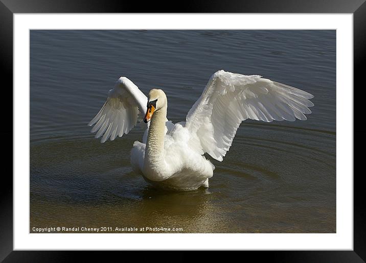 Mute swan Framed Mounted Print by Randal Cheney