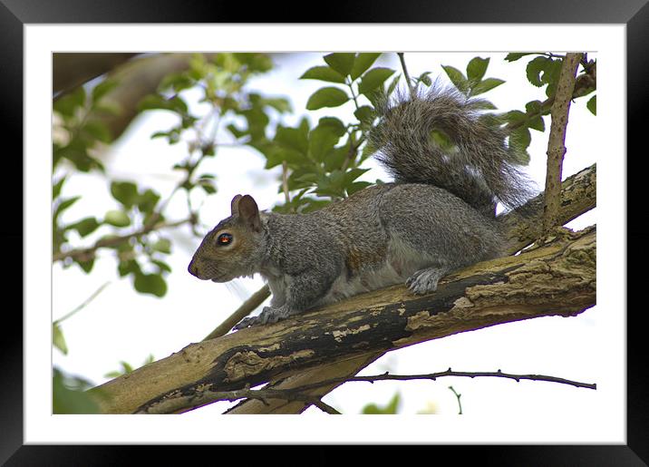 Grey Squirrel Framed Mounted Print by Randal Cheney