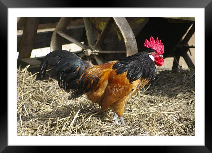 Rooster Framed Mounted Print by Randal Cheney