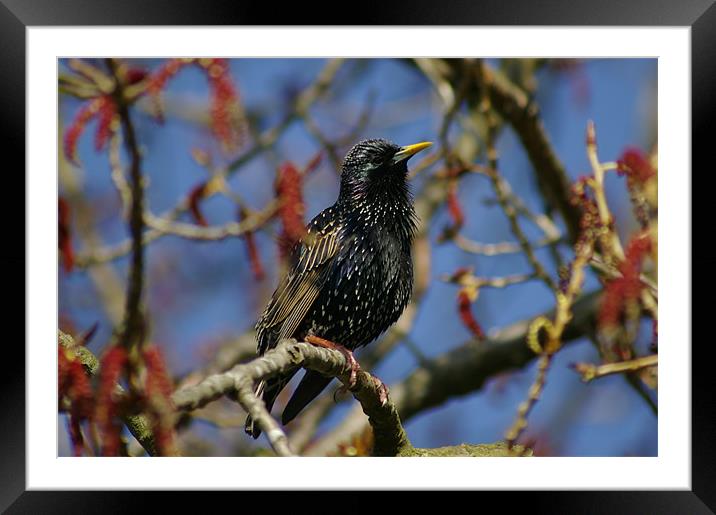 Starling Framed Mounted Print by Randal Cheney